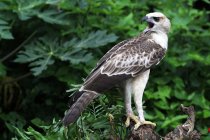 Aquila appollaiata su un albero, Indonesia — Foto stock
