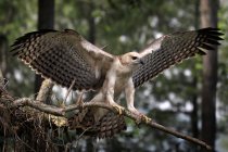 Eagle landing on a branch, Indonesia — Stock Photo