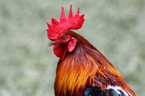 Retrato de un gallo, Indonesia - foto de stock