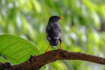 Belo pássaro Starling colorido no ramo no dia ensolarado, Indonésia — Fotografia de Stock
