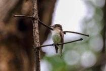 Bird sitting on a branch, Indonesia - foto de stock
