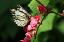 Зблизька метелика, Маласія. — стокове фото