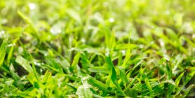 Hierba verde con gotas de rocío en el suelo - foto de stock