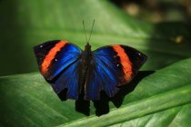 Primo piano di una farfalla, Malesia — Foto stock