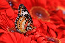 Бабочка на красных цветах, Индонезия — стоковое фото