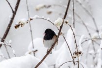 Dark-eyed Junco in the snow, British Columbia, Canada — Stock Photo