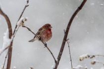 Finch roxo empoleirado em um ramo na neve, British Columbia, Canadá — Fotografia de Stock