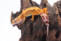 Gecko de leopardo em um pedaço de madeira, Indonésia — Fotografia de Stock
