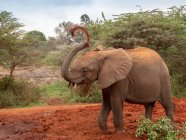 Elefante nella savana di kenya — Foto stock
