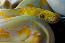 Nahaufnahme einer Python, Indonesien — Stockfoto