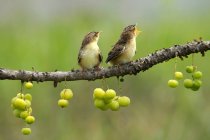 Deux oiseaux sur une branche, Indonésie — Photo de stock