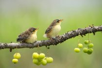Dos pájaros en una rama, Indonesia - foto de stock
