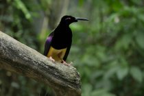 Vogel hockt auf einem Ast, Indonesien — Stockfoto