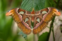 Nahaufnahme eines Schmetterlings, Indonesien — Stockfoto