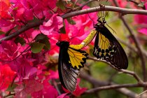 Two butterflies mating, Indonesia — Stock Photo