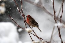 Purple finch perched on a branch in snow, British Columbia, Canada — Stock Photo