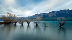 Árboles de sauce de Glenorchy, Lago Wakatipu, Región de Otago, Isla Sur, Nueva Zelanda - foto de stock