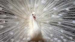 Retrato de un pavo real blanco, Indonesia - foto de stock
