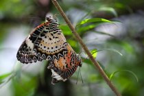 Zwei Schmetterlinge paaren sich, Indonesien — Stockfoto