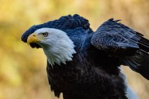 Retrato de un águila calva, Columbia Británica, Canadá - foto de stock