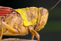 Nahaufnahme einer Heuschrecke, Indonesien — Stockfoto