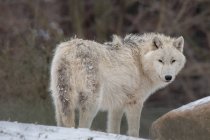 Arktischer Wolf im Schnee, British Columbia, Kanada — Stockfoto