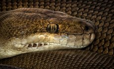 Clos-up d'une tête de python olive, Australie Occidentale, Australie — Photo de stock
