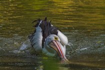 Пеликан плескается в озере, Индонезия — стоковое фото