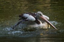 Пеликан плескается в озере, Индонезия — стоковое фото