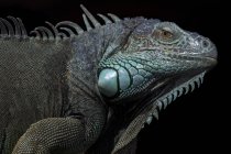 Retrato de una iguana, Indonesia - foto de stock