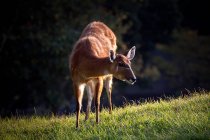 Deer grazing in a field, Japan - foto de stock