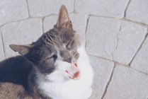 Overhead view of a cat yawning, Malaga, Spain — Stock Photo