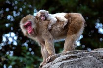 Macaco de neve carregando uma criança de costas, Japão — Fotografia de Stock