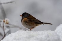 Junco dagli occhi scuri nella neve, Columbia Britannica, Canada — Foto stock