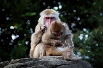 Two snow monkeys grooming each other, Japan — Stock Photo