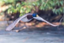 Callard duck in flight, Британская Колумбия, Канада — стоковое фото