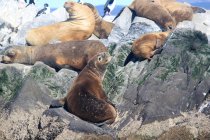 Gruppo di leoni marini meridionali (Otaria flavescens) adagiati su rocce, Isole della Terra del Fuoco, Argentina — Foto stock