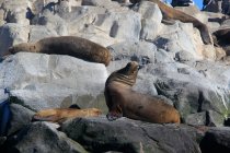 Quatre lions de mer du Sud (Otaria flavescens) couchés sur des rochers, îles Tierra del Fuego, Argentine — Photo de stock