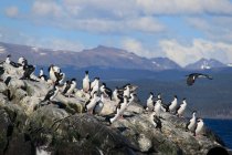 Колонія Imperial shag (Leucocarbo atriceps), Tierra del Fuego, Argentina — стокове фото