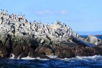 Uma colônia de sexo imperial (Leucocarbo atriceps), Tierra del Fuego, Argentina — Fotografia de Stock