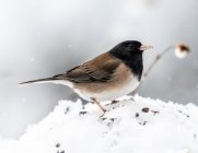 Junco dagli occhi scuri nella neve, Columbia Britannica, Canada — Foto stock
