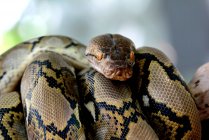 Close-up of a python, Indonesia — Stock Photo