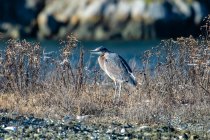 Great Blue Heron on beach amongst the reeds, British Columbia, Canada — Stock Photo