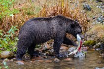 Urso pardo de pé em um rio com um salmão, Colúmbia Britânica, Canadá — Fotografia de Stock