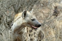 Hyène maculée (Crocuta crocuta), Parc national Kruger, Afrique du Sud — Photo de stock
