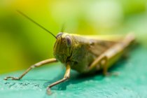 Close-up of a grasshopper, Indonesia — Stock Photo