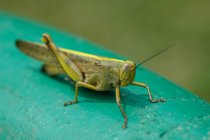 Close-up of a grasshopper, Indonesia — Stock Photo