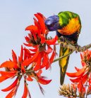 Lorikeet arcobaleno che si nutre dei fiori di un albero di corallo — Foto stock