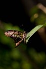 Papillon sur une feuille, Indonésie — Photo de stock