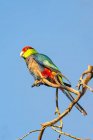 Красношапочный попугай на ветке, Западная Австралия, Австралия — стоковое фото